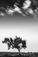 Tree and Sky
