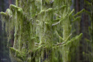 Green And Quiet