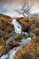 Rough And Scottish